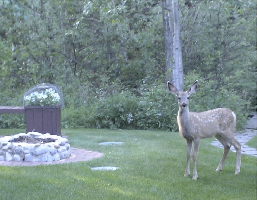 Redwood Meadows Bed And Breakfast Bragg Creek Extérieur photo